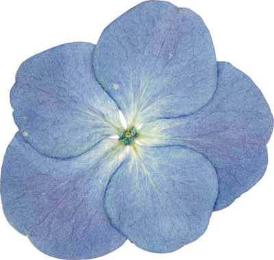 Pressed hydrangea flower