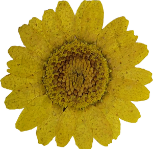 Pressed Yellow Sunflower