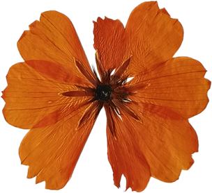 Cosmos Flower Cutout