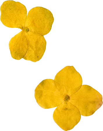 Pressed and Dried Yellow Flowers